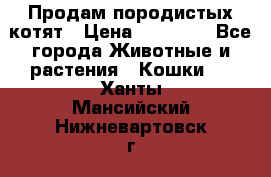 Продам породистых котят › Цена ­ 15 000 - Все города Животные и растения » Кошки   . Ханты-Мансийский,Нижневартовск г.